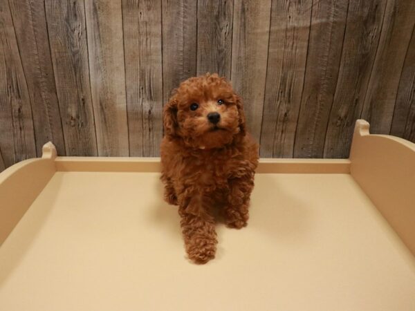 Bichon-DOG-Female-Red-26820-Petland Racine, Wisconsin