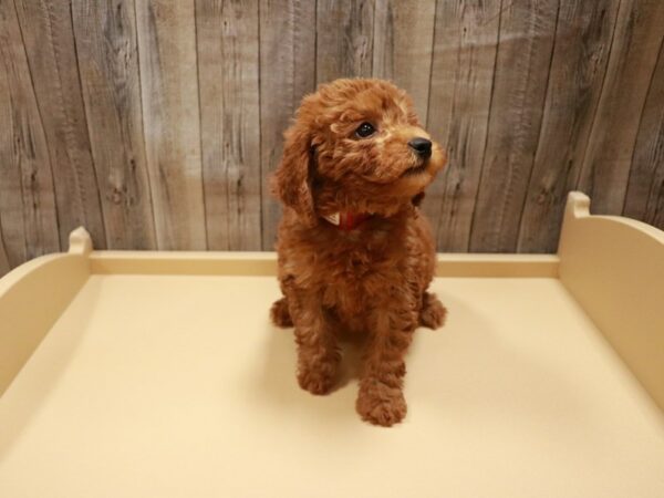 Goldendoodle Mini 2nd Gen DOG Female Red 26818 Petland Racine, Wisconsin