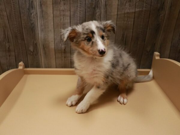 Shetland Sheepdog DOG Male Blue Merle 26815 Petland Racine, Wisconsin