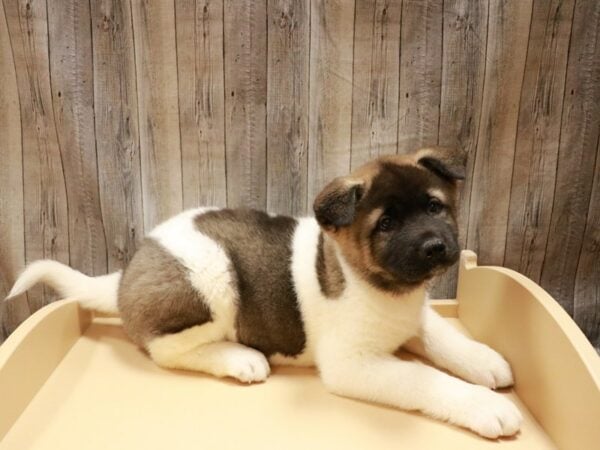 Akita DOG Female Sable / White 26814 Petland Racine, Wisconsin