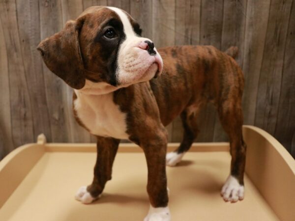 Boxer DOG Male Brindle 26813 Petland Racine, Wisconsin