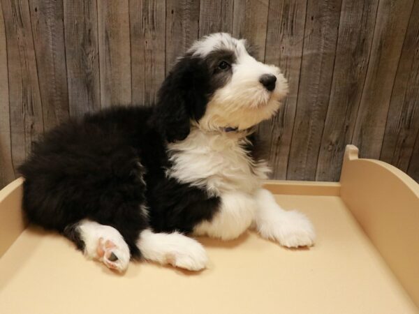 Old English Sheepdog DOG Male Black / White 26812 Petland Racine, Wisconsin