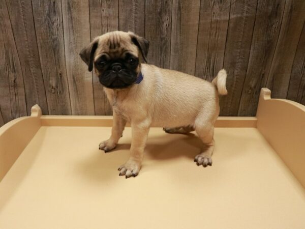 Pug DOG Male Fawn 26811 Petland Racine, Wisconsin