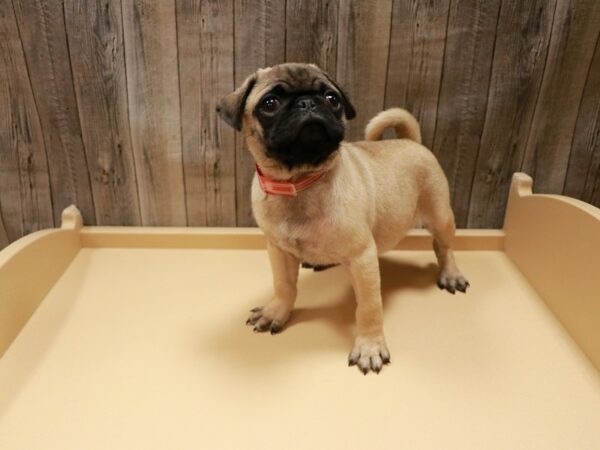 Pug DOG Female Fawn 26810 Petland Racine, Wisconsin