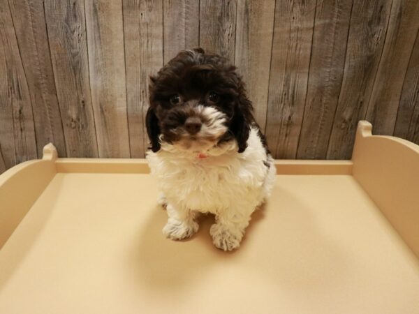 Cava-Poo DOG Female Chocolate / White 26809 Petland Racine, Wisconsin