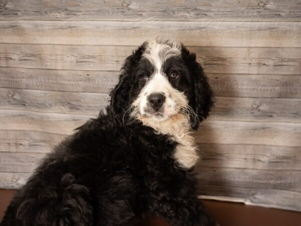 Bernadoodle DOG Female Black Tan / White 26857 Petland Racine, Wisconsin