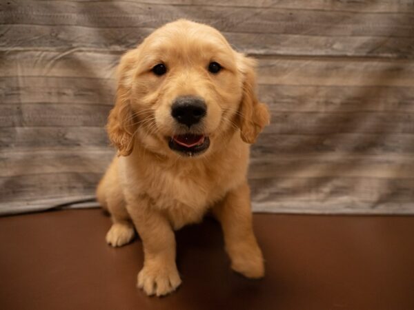 Golden Retriever-DOG-Male-Cream-26854-Petland Racine, Wisconsin