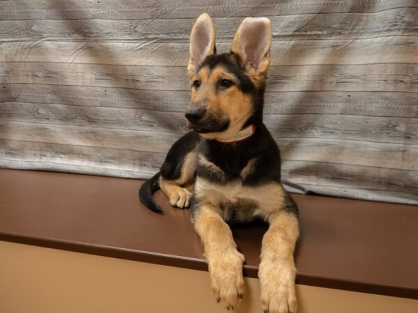 German Shepherd Dog-DOG-Female-Black / Tan-26856-Petland Racine, Wisconsin