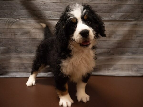 Bernadoodle DOG Female Black Tan / White 26859 Petland Racine, Wisconsin