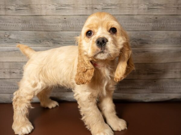 Cocker Spaniel DOG Female Buff 26865 Petland Racine, Wisconsin