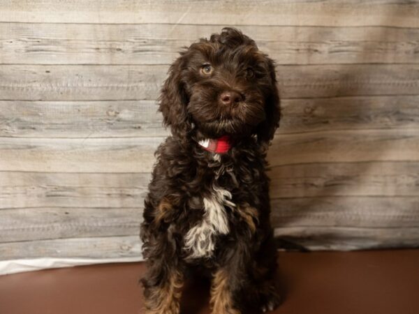 Mini Goldendoodle 2nd Gen-DOG-Female-Chocolate-26861-Petland Racine, Wisconsin