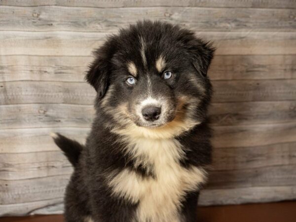 Pomsky DOG Male Black / White 26841 Petland Racine, Wisconsin