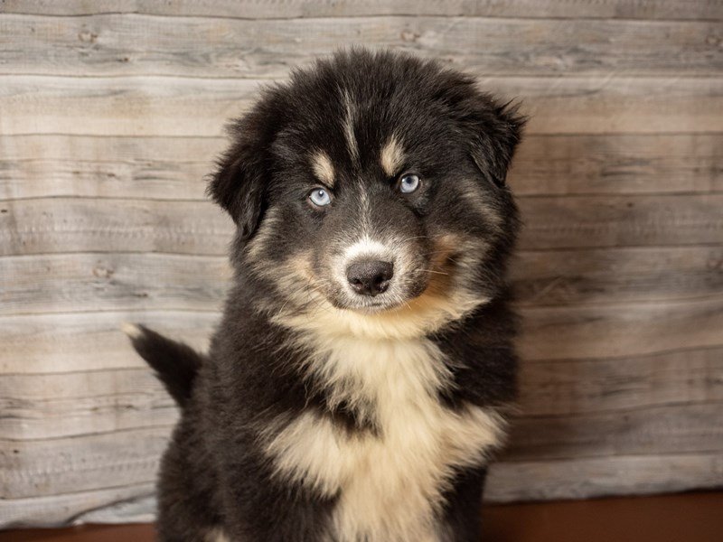 Pomsky