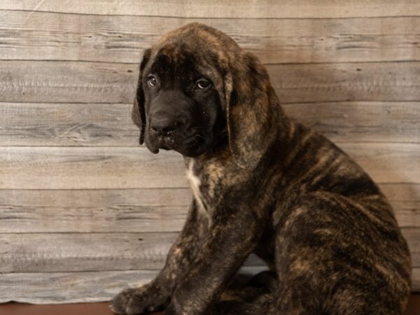 English Mastiff DOG Male BRIND 26866 Petland Racine, Wisconsin