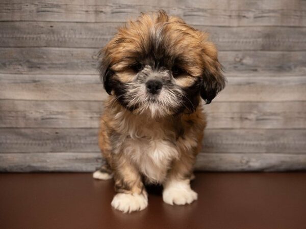 Lhasa Apso DOG Male Red 26847 Petland Racine, Wisconsin