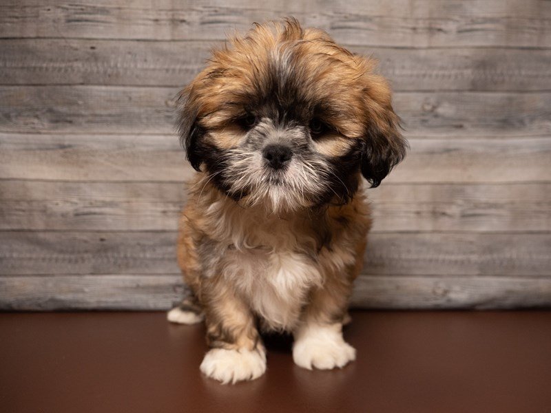 Lhasa Apso