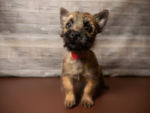 Cairn Terrier DOG Female Wheaten 26855 Petland Racine, Wisconsin