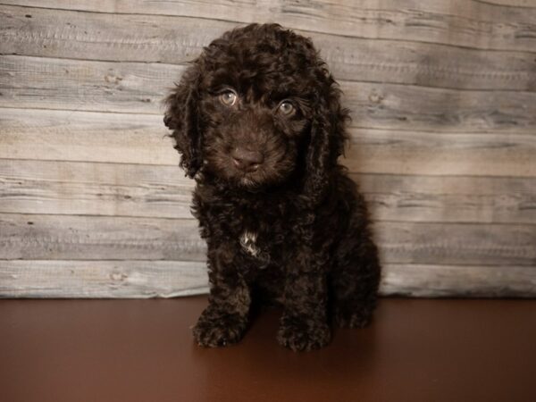 Cock A Poo 2nd Gen DOG Male Chocolate 26845 Petland Racine, Wisconsin