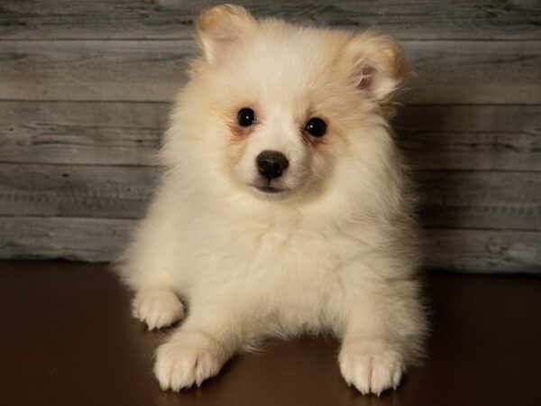 Pomskimo-DOG-Female-White-26842-Petland Racine, Wisconsin