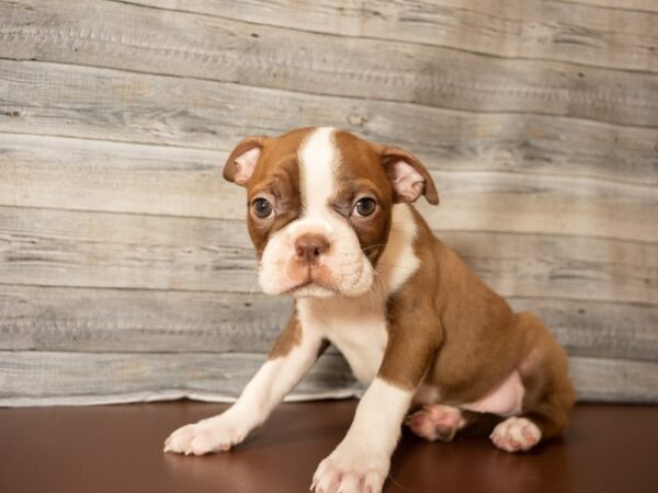 Boston Terrier DOG Male Red / White 26849 Petland Racine, Wisconsin