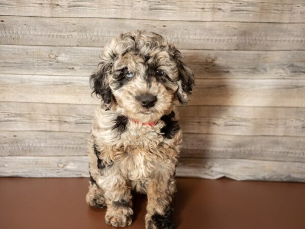 Cockapoo 2nd gen-DOG-Female-Blue Merle-26843-Petland Racine, Wisconsin