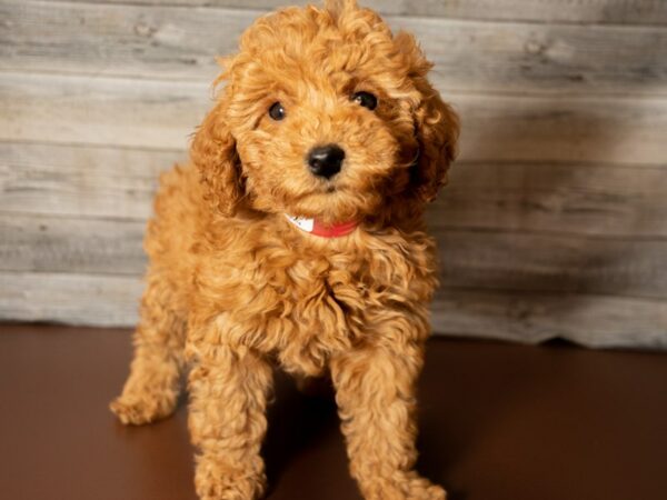 Poodle DOG Female Red 26863 Petland Racine, Wisconsin