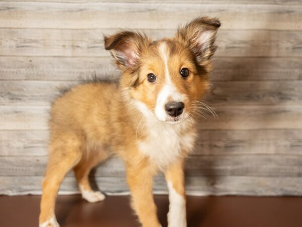 Shetland Sheepdog DOG Female Sable / White 26816 Petland Racine, Wisconsin