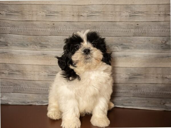 Teddy Bear-DOG-Male-White / Black-26807-Petland Racine, WI