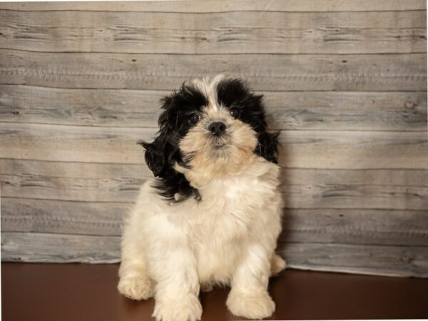 Teddy Bear DOG Male White / Black 26807 Petland Racine, Wisconsin