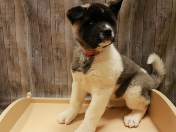 Akita DOG Female Sable / White 26905 Petland Racine, Wisconsin