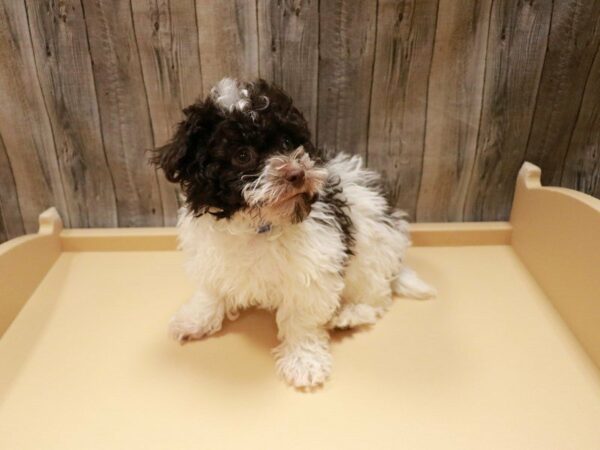 Havanese-DOG-Male-Chocolate-26904-Petland Racine, Wisconsin