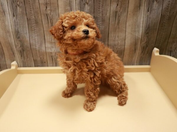 Poodle DOG Female Red 26903 Petland Racine, Wisconsin