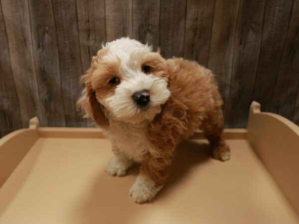 Cockapoo-DOG-Male-Buff / White-26902-Petland Racine, Wisconsin