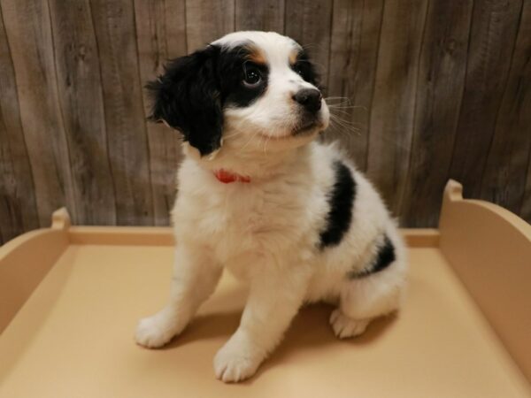 Mini Bernadoodle DOG Female White / Black 26901 Petland Racine, Wisconsin