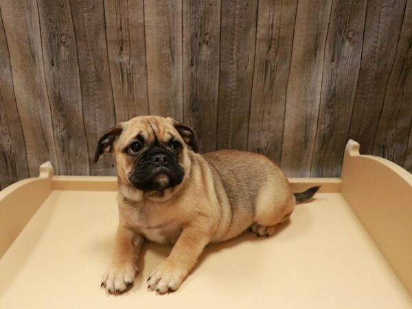 Mini Bulldog-DOG-Female-Bronze-26900-Petland Racine, Wisconsin