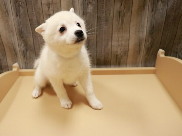 Alaskan Klee Kai/ American Eskimo Dog-DOG-Male-Cream-26899-Petland Racine, Wisconsin