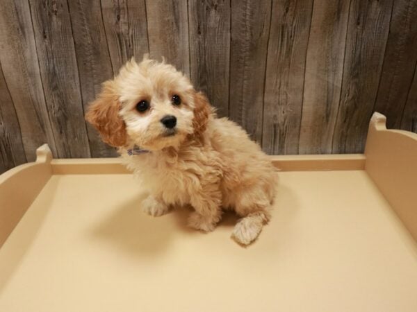 Cavachon-DOG-Male-Apricot-26898-Petland Racine, Wisconsin