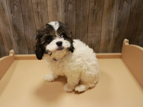 Cavachon DOG Male White 26897 Petland Racine, Wisconsin