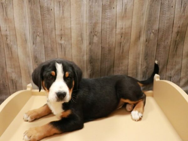 Greater Swiss Mountain Dog DOG Male Black, White / Red 26896 Petland Racine, Wisconsin