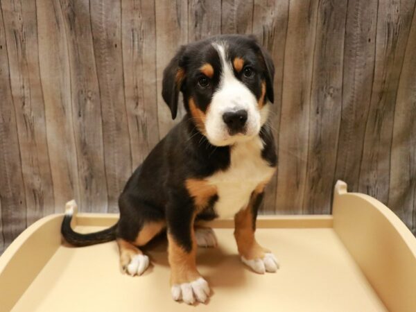 Greater Swiss Mountain Dog DOG Female Black, White / Red 26895 Petland Racine, Wisconsin