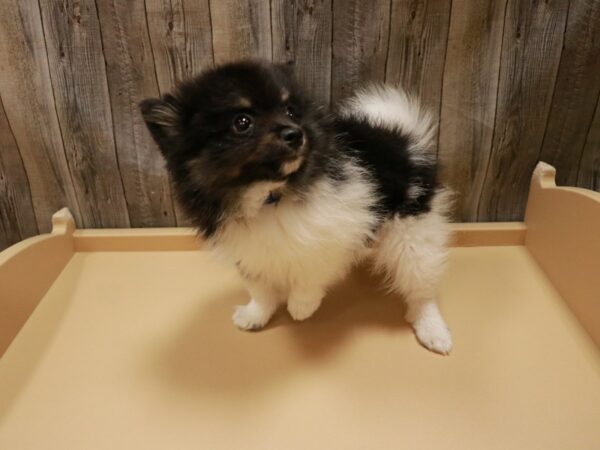 Pomeranian DOG Male Black Tan / White 26892 Petland Racine, Wisconsin