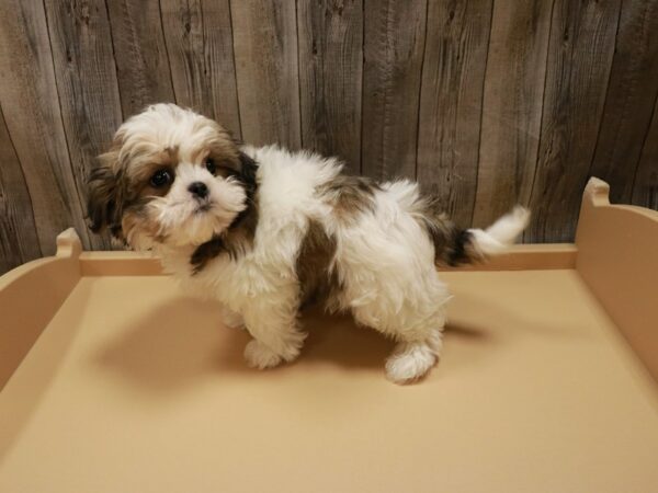 Malshi DOG Male Sable / White 26891 Petland Racine, Wisconsin