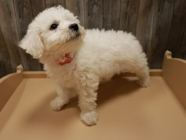 Bichon Frise DOG Male White 26890 Petland Racine, Wisconsin