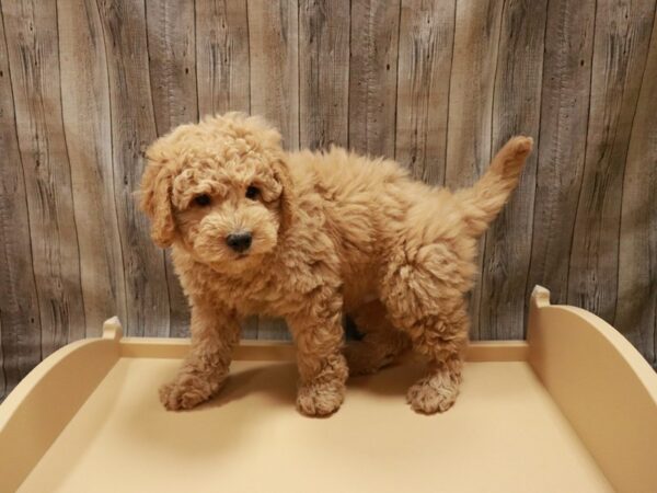 Mini Goldendoodle 2nd Gen DOG Male Apricot 26889 Petland Racine, Wisconsin