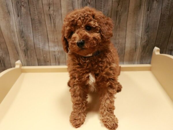 Mini Goldendoodle 2nd Gen-DOG-Female-Red-26888-Petland Racine, Wisconsin