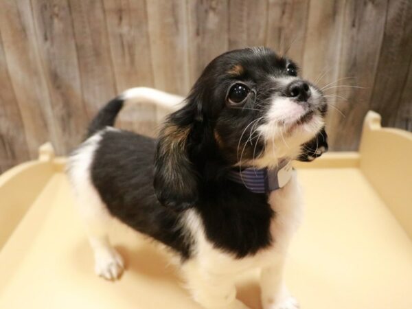 CavaTzu-DOG-Male-Black / White-26884-Petland Racine, Wisconsin