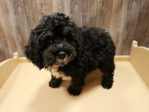 Cockapoo 2nd gen-DOG-Male-Black-26883-Petland Racine, Wisconsin