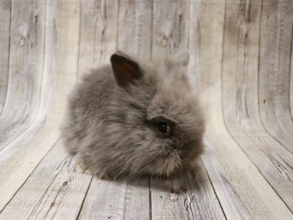 Lionhead RABBIT Male 26840 Petland Racine, Wisconsin