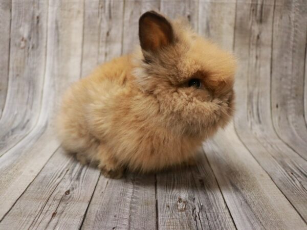 Lionhead RABBIT Male 26837 Petland Racine, Wisconsin