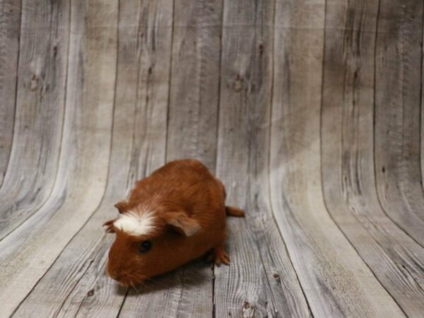 Crested-GUINEA PIG-Male--26871-Petland Racine, Wisconsin